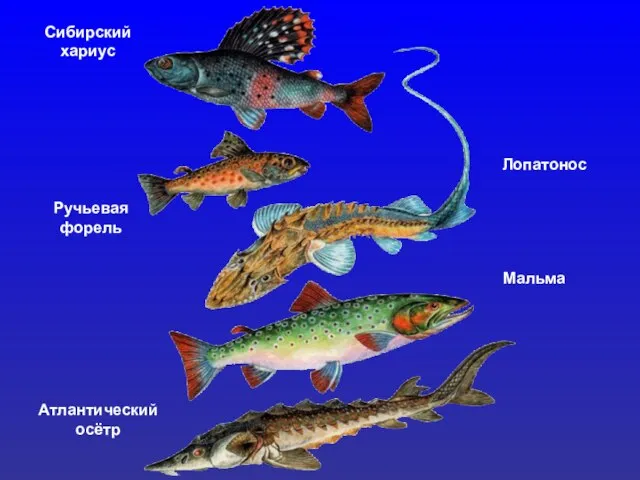 Сибирский хариус Ручьевая форель Лопатонос Мальма Атлантический осётр