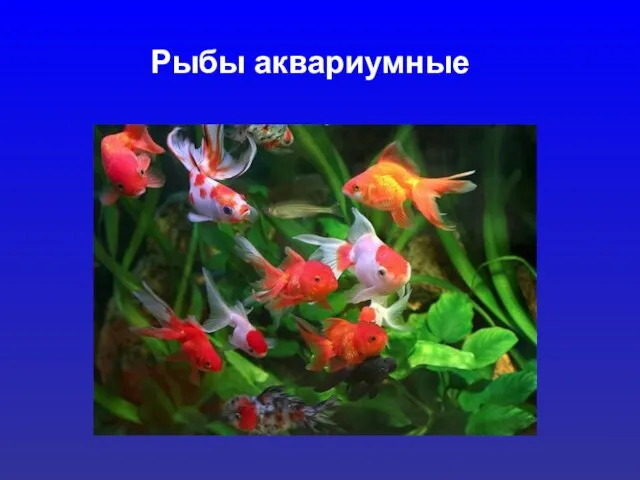 Рыбы аквариумные
