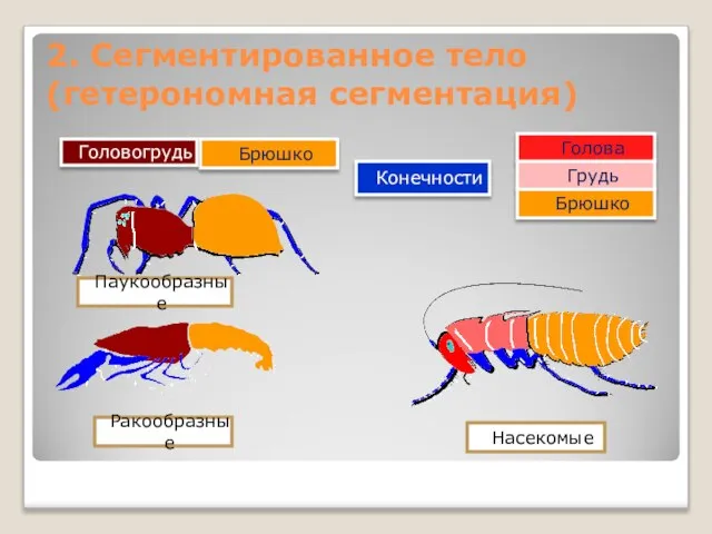 2. Сегментированное тело (гетерономная сегментация) Голова Брюшко Головогрудь Грудь Брюшко Насекомые Ракообразные Паукообразные Конечности