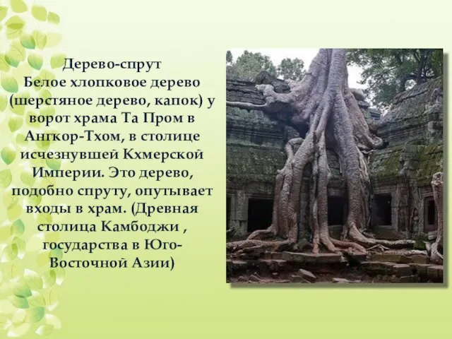 Дерево-спрут Белое хлопковое дерево (шерстяное дерево, капок) у ворот храма Та Пром