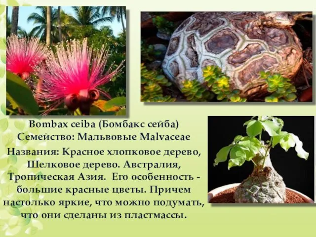 Bombax ceiba (Бомбакс сейба) Семейство: Мальвовые Malvaceae Названия: Красное хлопковое дерево, Шелковое