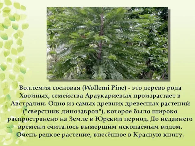 Воллемия сосновая (Wollemi Pine) - это дерево рода Хвойных, семейства Араукариевых произрастает