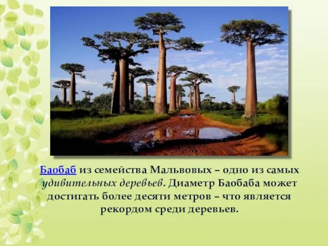 Баобаб из семейства Мальвовых – одно из самых удивительных деревьев. Диаметр Баобаба