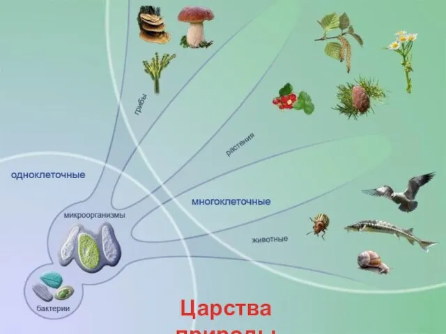 Царства природы