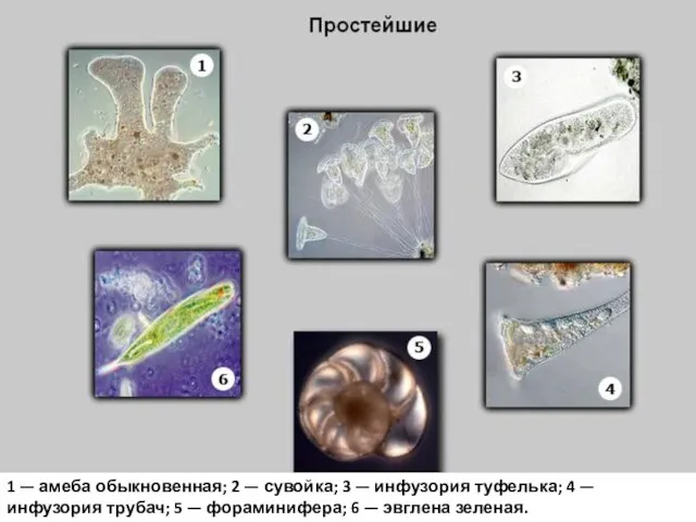 1 — амеба обыкновенная; 2 — сувойка; 3 — инфузория туфелька; 4