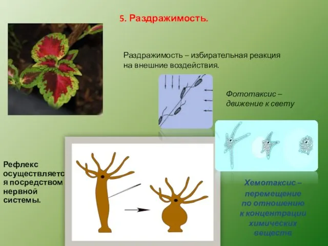 5. Раздражимость. Раздражимость – избирательная реакция на внешние воздействия. Рефлекс осуществляется посредством