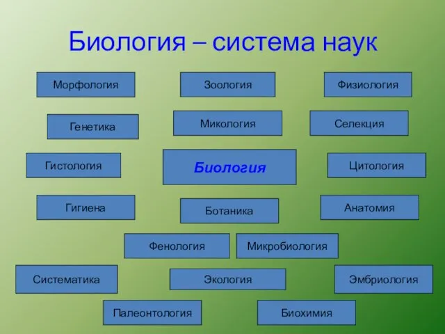 Биология – система наук Биология Морфология Анатомия Физиология Цитология Гистология Гигиена Зоология