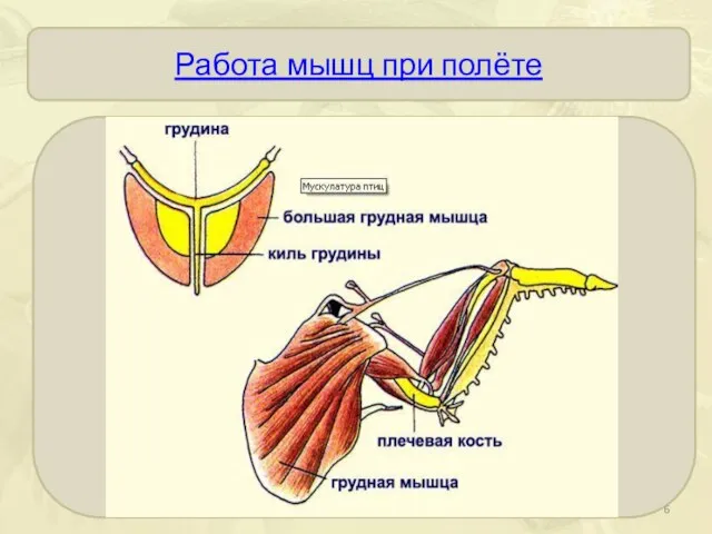 Работа мышц при полёте