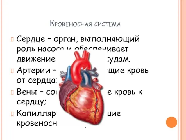 Кровеносная система Сердце – орган, выполняющий роль насоса и обеспечивает движение крови