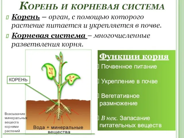 Корень и корневая система Корень – орган, с помощью которого растение питается