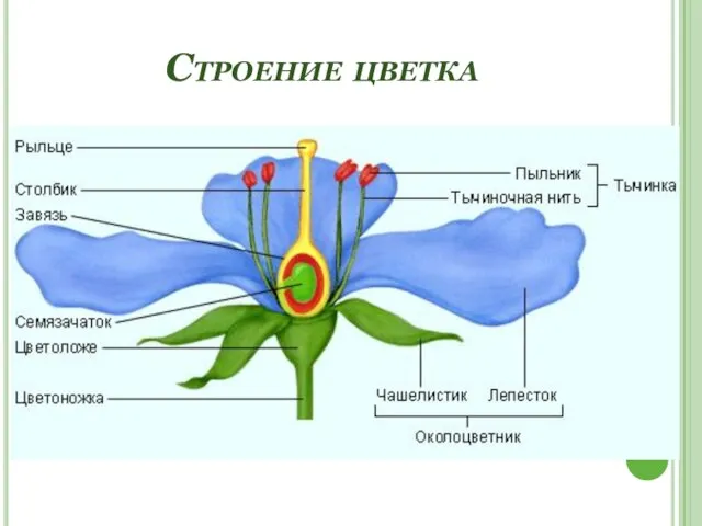 Строение цветка