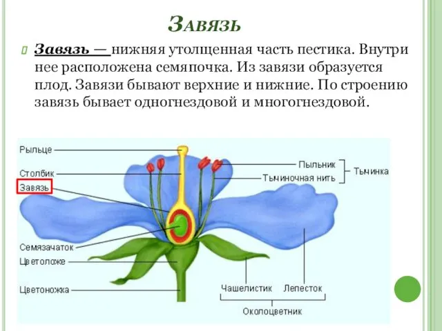 Завязь Завязь — нижняя утолщенная часть пестика. Внутри нее расположена семяпочка. Из