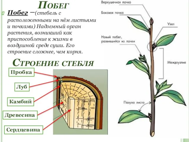 Побег Побег –(стебель с расположенными на нём листьями и почками) Надземный орган