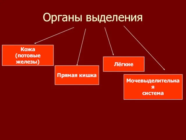 Презентация на тему Органы выделения