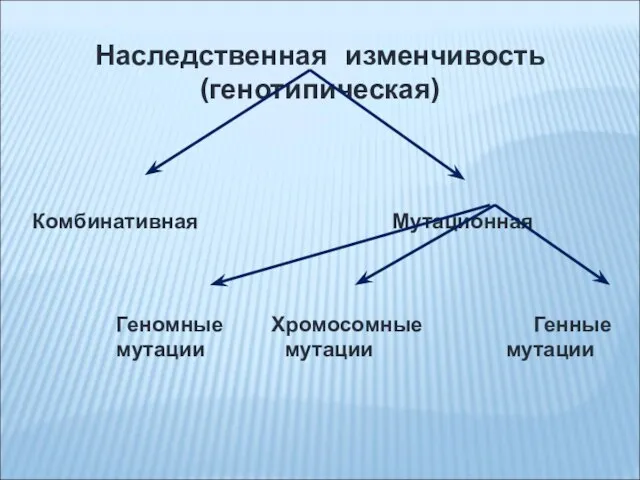 Наследственная изменчивость (генотипическая) Комбинативная Мутационная Геномные Хромосомные Генные мутации мутации мутации