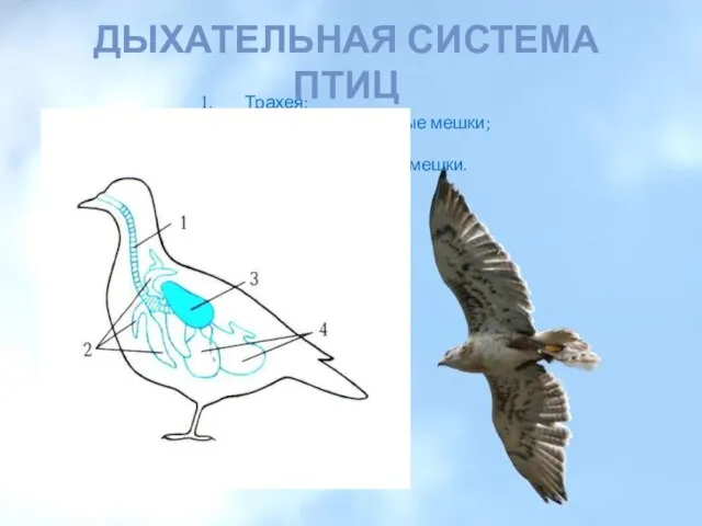 Дыхательная система птиц Трахея; Передние воздушные мешки; Лёгкие; Задние воздушные мешки.