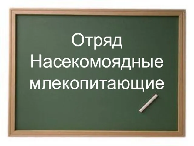 Презентация на тему Отряд Насекомоядные млекопитающие