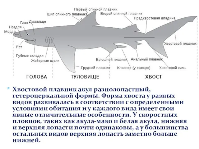 Хвостовой плавник акул разнолопастный, гетероцеркальной формы. Форма хвоста у разных видов развивалась