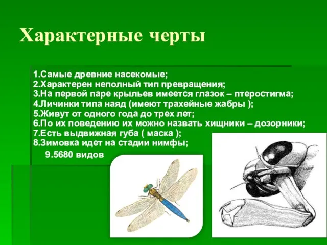 Характерные черты 1.Самые древние насекомые; 2.Характерен неполный тип превращения; 3.На первой паре