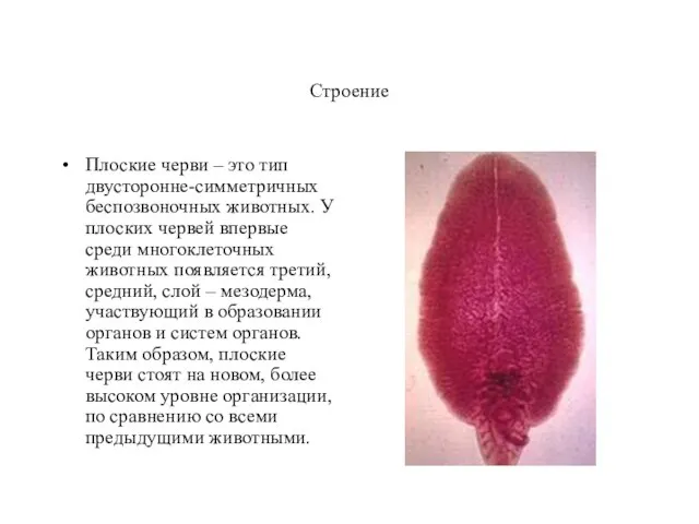 Строение Плоские черви – это тип двусторонне-симметричных беспозвоночных животных. У плоских червей