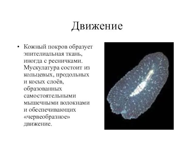 Движение Кожный покров образует эпителиальная ткань, иногда с ресничками. Мускулатура состоит из