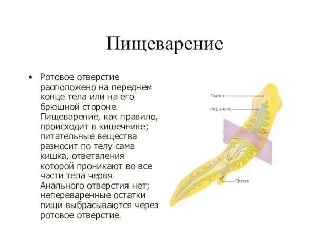 Пищеварение Ротовое отверстие расположено на переднем конце тела или на его брюшной