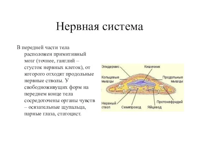 Нервная система В передней части тела расположен примитивный мозг (точнее, ганглий –