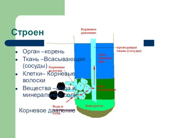 Строение корня Орган –корень Ткань –Всасывающая (сосуды) Клетки– Корневые волоски Вещества –Вода