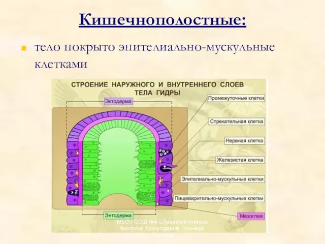 Кишечнополостные: тело покрыто эпителиально-мускульные клетками МБОУ СОШ №4 с.Раевский учитель биологии Хуснутдинова Гульнара Гаязовна