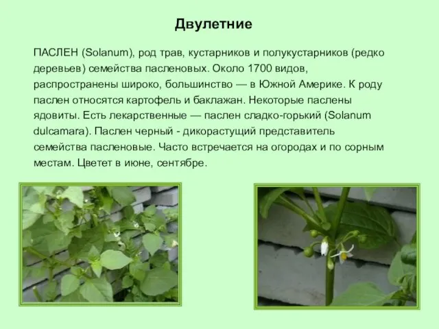 ПАСЛЕН (Solanum), род трав, кустарников и полукустарников (редко деревьев) семейства пасленовых. Около