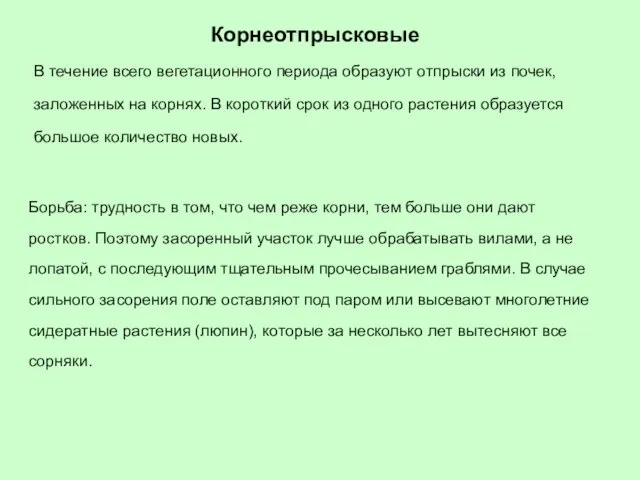 Корнеотпрысковые В течение всего вегетационного периода образуют отпрыски из почек, заложенных на