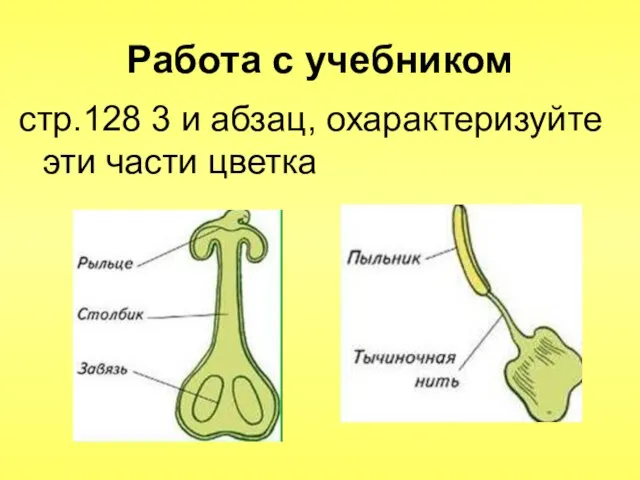 Работа с учебником стр.128 3 и абзац, охарактеризуйте эти части цветка