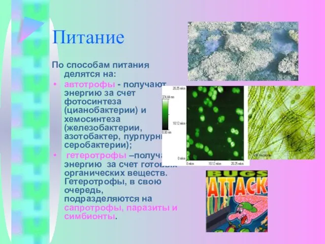 Питание По способам питания делятся на: автотрофы - получают энергию за счет