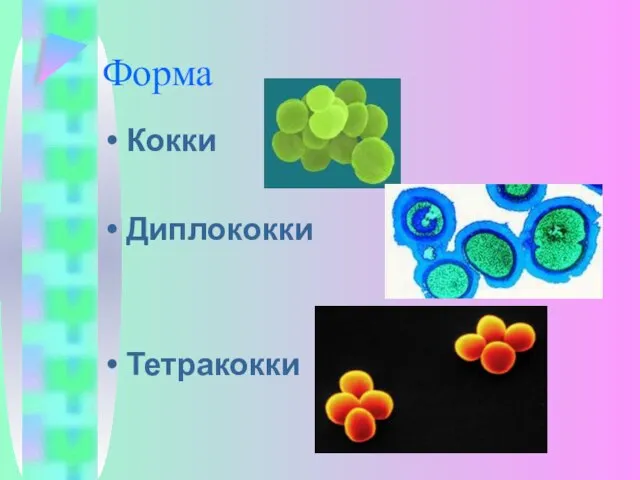 Форма Кокки Диплококки Тетракокки