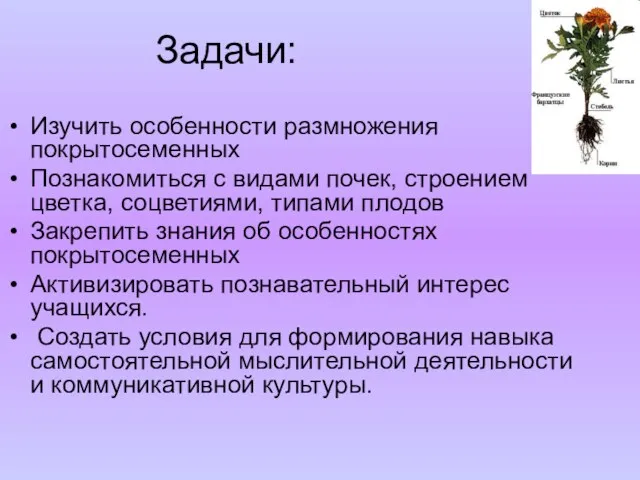 Задачи: Изучить особенности размножения покрытосеменных Познакомиться с видами почек, строением цветка, соцветиями,