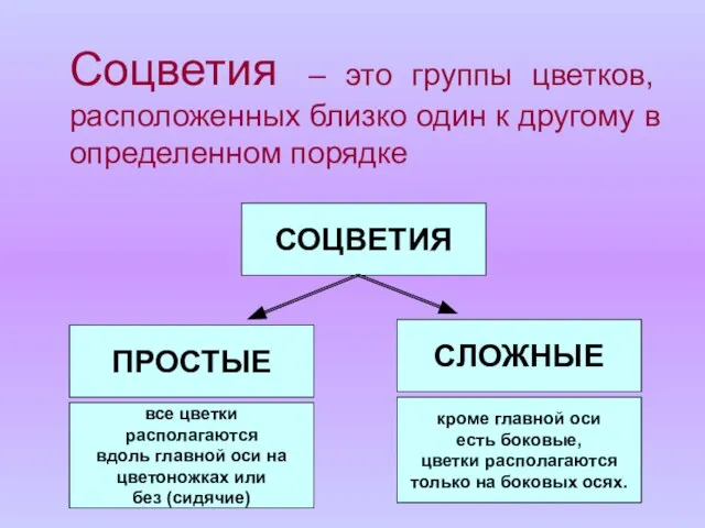 Соцветия – это группы цветков, расположенных близко один к другому в определенном