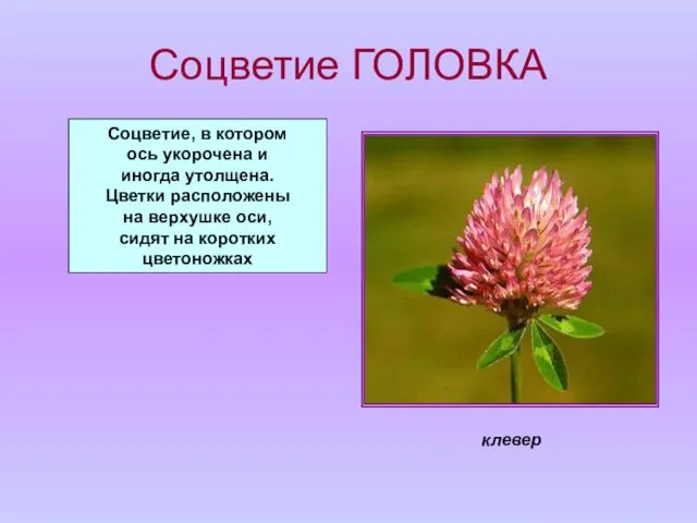 Соцветие ГОЛОВКА Соцветие, в котором ось укорочена и иногда утолщена. Цветки расположены