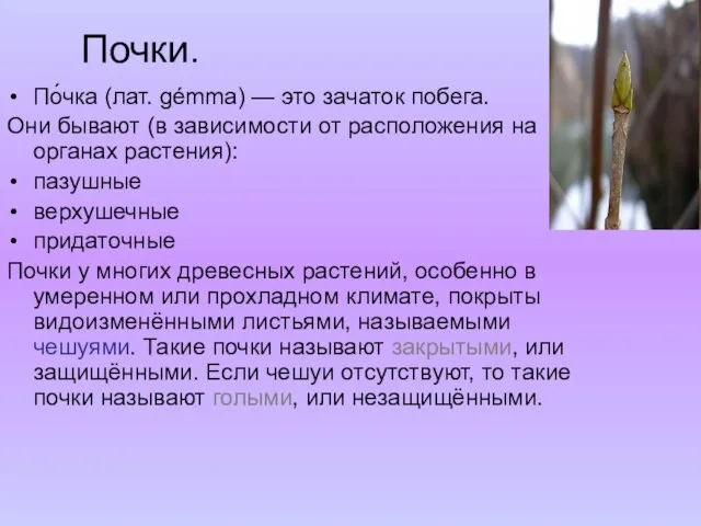 Почки. По́чка (лат. gémma) — это зачаток побега. Они бывают (в зависимости