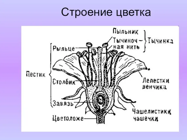 Строение цветка