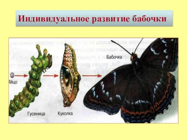 Индивидуальное развитие бабочки