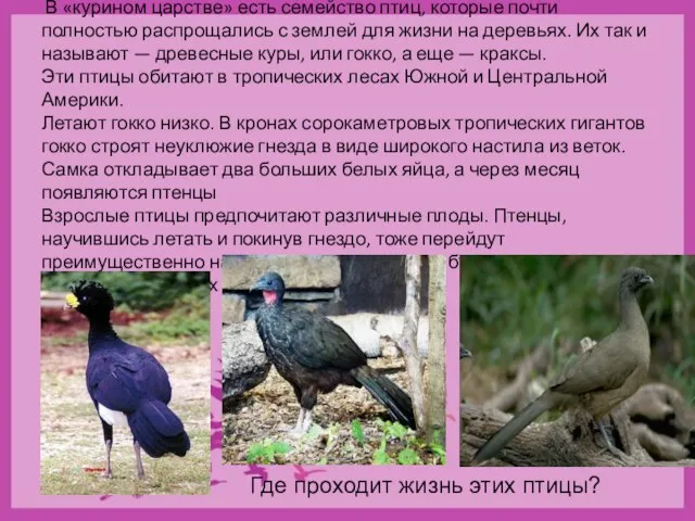 В «курином царстве» есть семейство птиц, которые почти полностью распрощались с землей