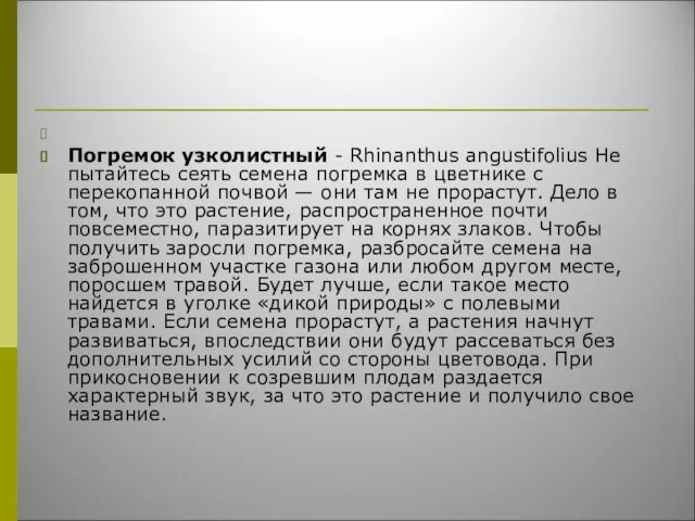 Погремок узколистный - Rhinanthus angustifolius Не пытайтесь сеять семена погремка в цветнике