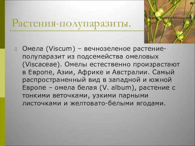 Растения-полупаразиты. Омела (Viscum) – вечнозеленое растение-полупаразит из подсемейства омеловых (Viscaceae). Омелы естественно