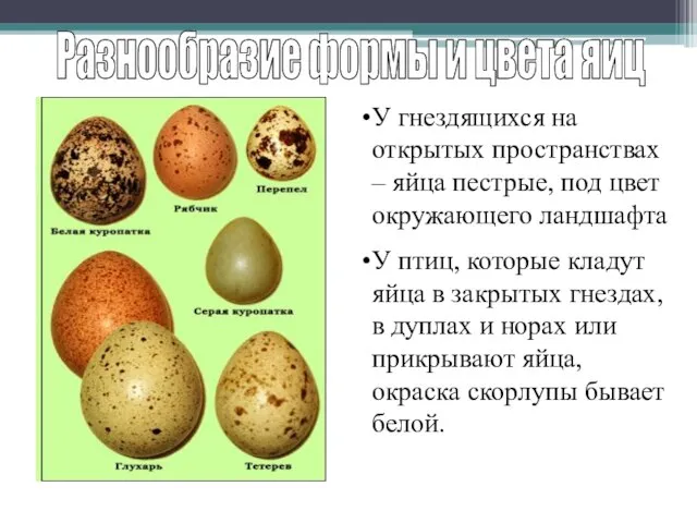 Разнообразие формы и цвета яиц У гнездящихся на открытых пространствах – яйца