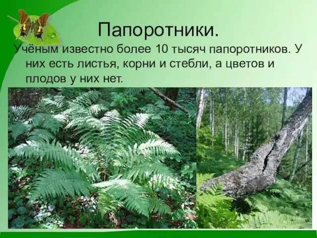 Папоротники. Учёным известно более 10 тысяч папоротников. У них есть листья, корни