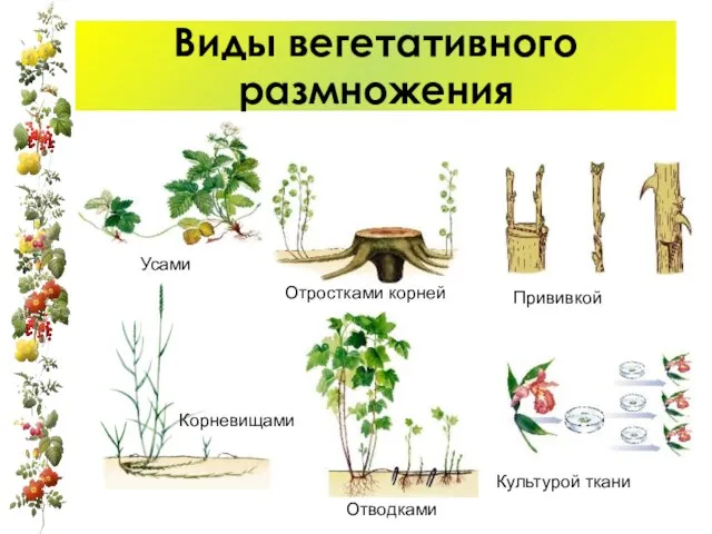 Виды вегетативного размножения Усами Корневищами Отростками корней Отводками Прививкой Культурой ткани