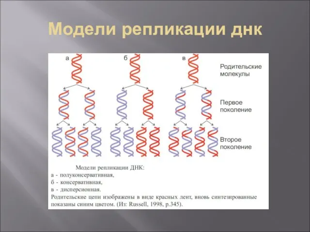 Модели репликации днк