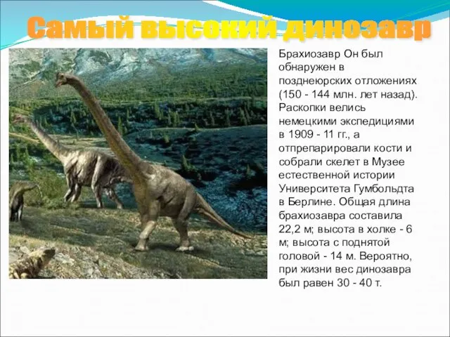 Брахиозавр Он был обнаружен в позднеюрских отложениях (150 - 144 млн. лет