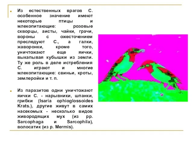 Из естественных врагов С. особенное значение имеют некоторые птицы и млекопитающие: розовые