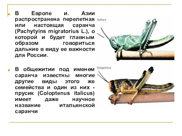 В Европе и. Азии распространена перелетная или настоящая саранча (Pachytyins migratorius L.),